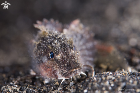 A Painted Stingfish 