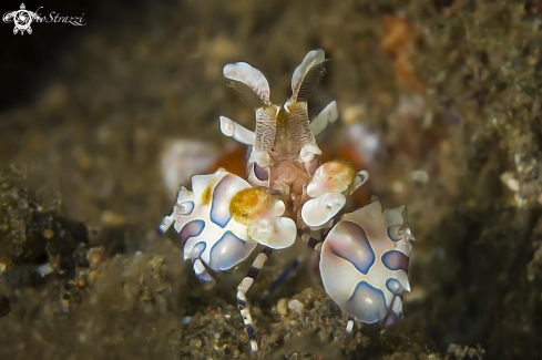 A Arlequin shrimp