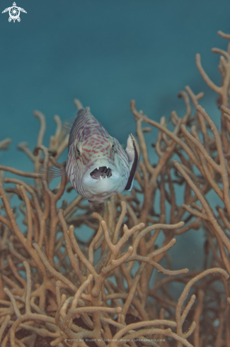 A Oxicheilinus digrammus | Linedcheeked Wrasse in cleaning station