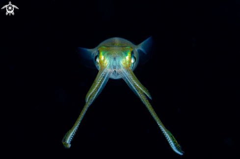 A Bigfin Reef Squid