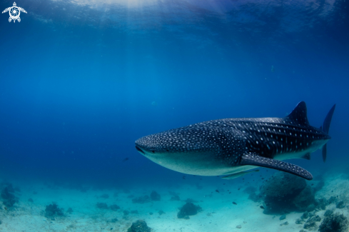 A Rhincodon typus | whale shark