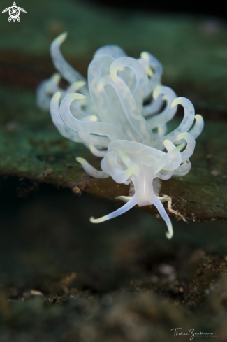 A Nudibranch 