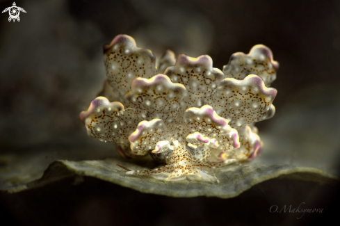 A Nudibranch Cyerce bourbonica