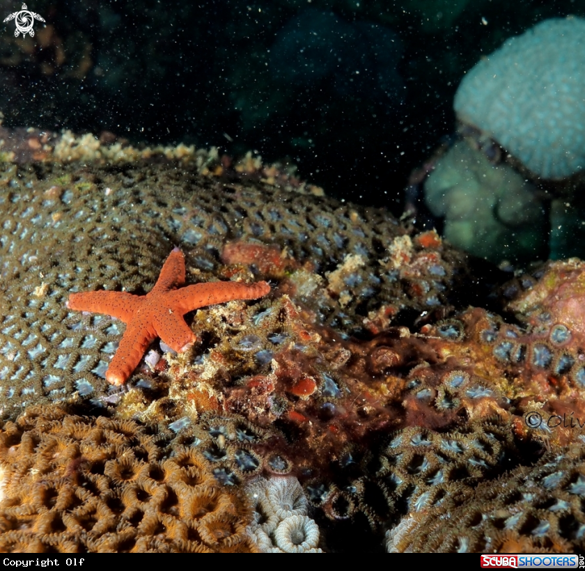 A Starfish and Hard corals