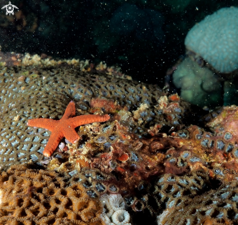 A Starfish and Hard corals