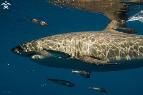 A Carcharodon carcharias | Great White Shark