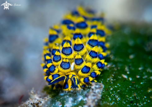 A Costasiella sp. | Costasiella SeaSlug