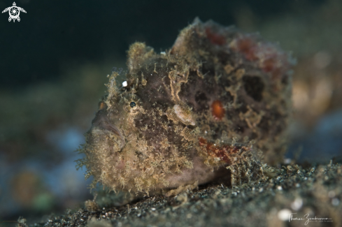 A Frogfish 