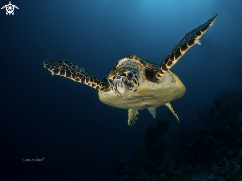 A hawksbill Turtle,Tartaruga Embicata