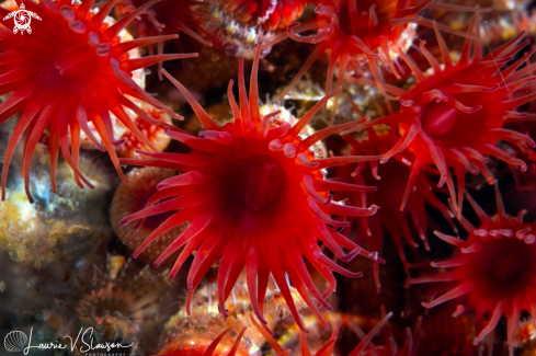 A Red Corals