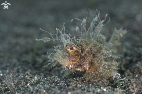 A Ambon Scorpionfish 