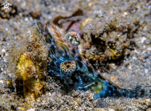 A Heteropenaeus longimanus (de Man, 1896)  | Shrimp