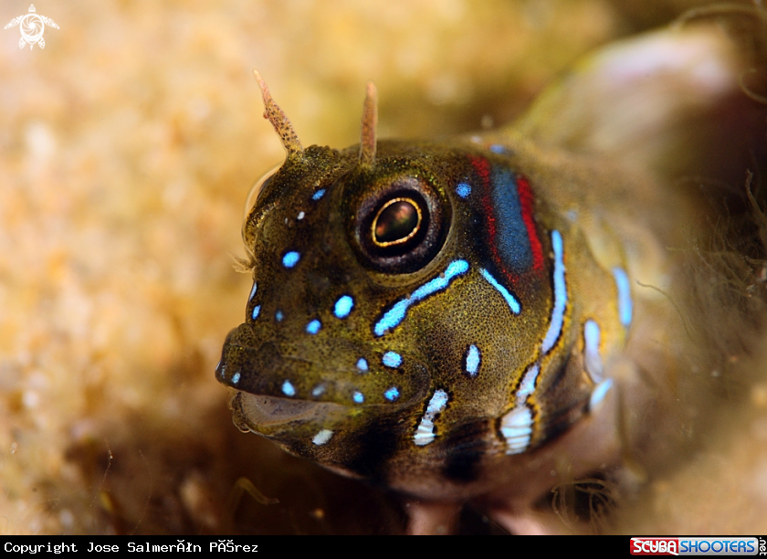 A sphinx blenny 