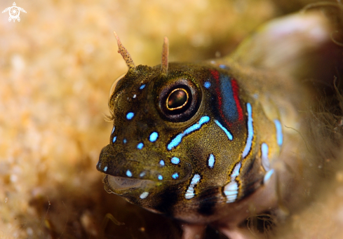 A sphinx blenny 