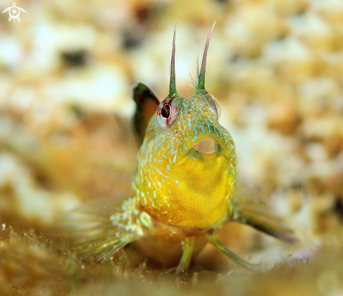 A Parablennius incognitus | Incognitus blenny