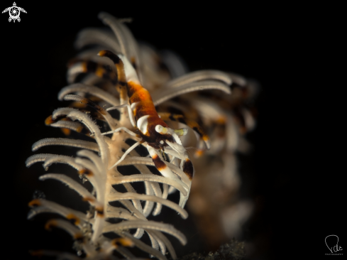 A crinoid shrimp