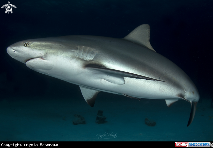 A Gray Reef Shark