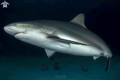 A Gray Reef Shark