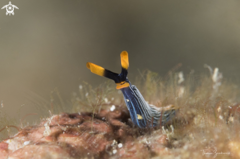 A Nudibranch 