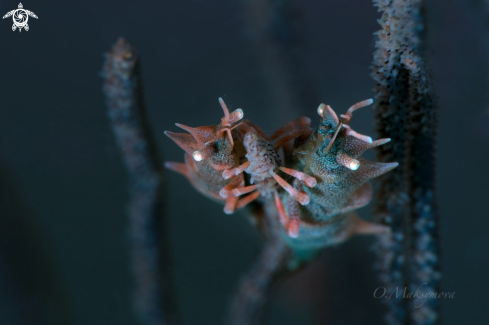 A Two Dragon Shrimps (Miropandalus hardingi) 