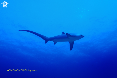 A Thresher Shark