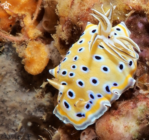 A Goniobranchus geminus 