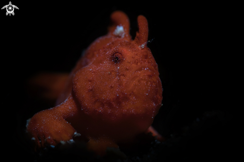 A Antennarius commersoni | frogfish