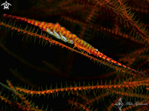 A Sawblade Shrimp