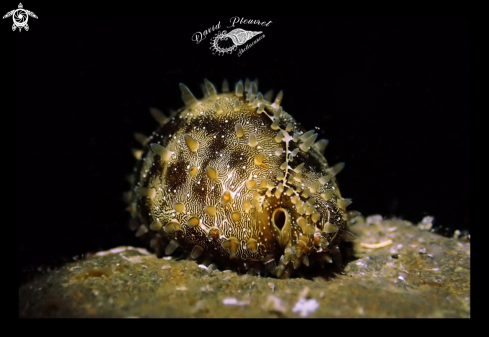 A Cypraea Annulus