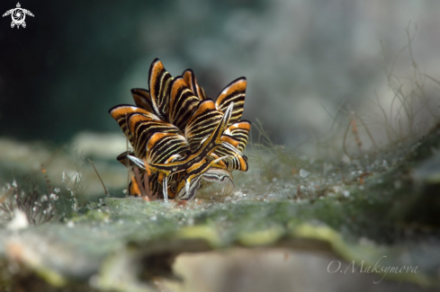 A Nudibranch Cyerce nigra