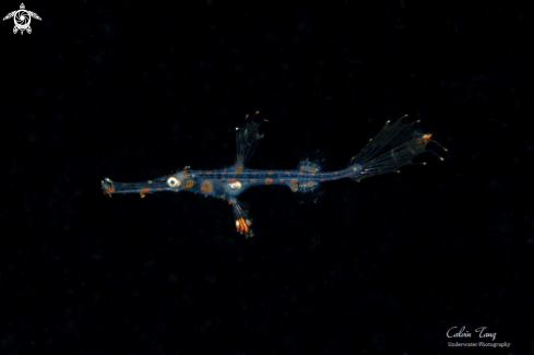 A Juvenile ghost pipefish