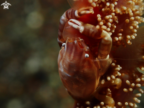 A porcelain crab