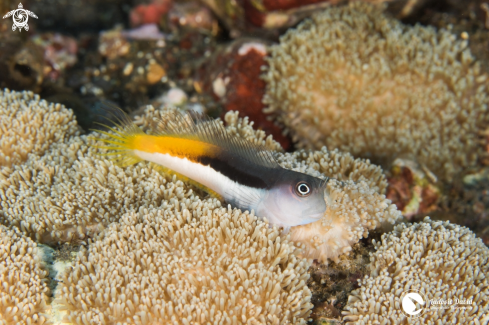 A Bicolor Blenny