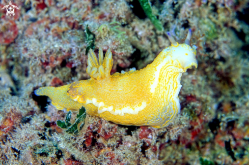 A nudibranch