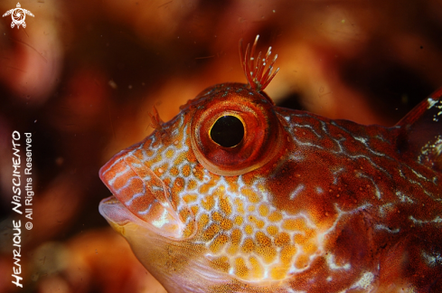 A underwater creature