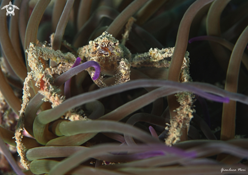 A Inachus phalangium | Granchio ragno dell'anemone