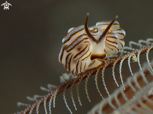 A Nudibranch