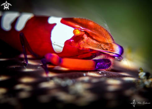 A Zenopontonia rex (Kemp, 1922)  | Emperor Shrimp