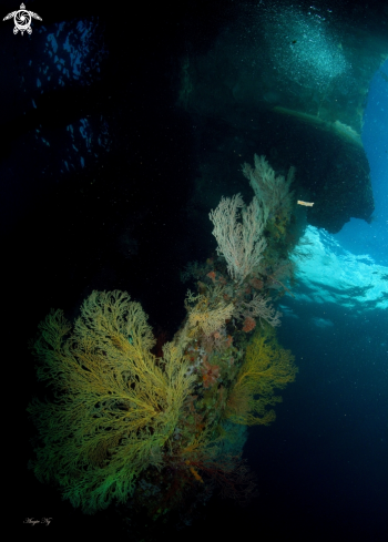 A Sea Fans