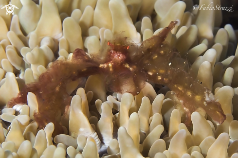 A Uran Utan Crab