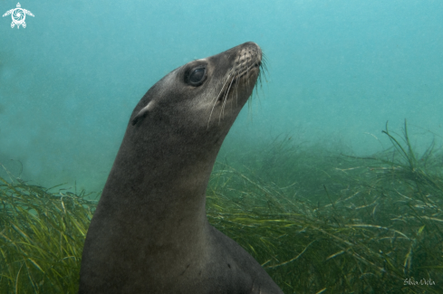 A Zalophus californianus | California Sea Lion