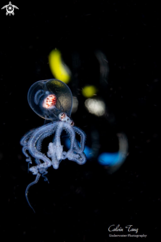 A Juvenile wunderpus