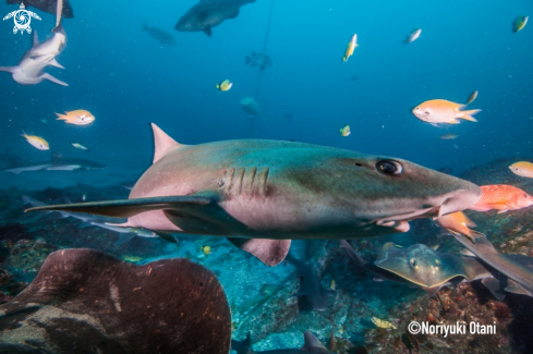 A Banded houndshark 