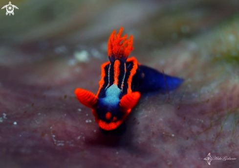 A Nudibranch