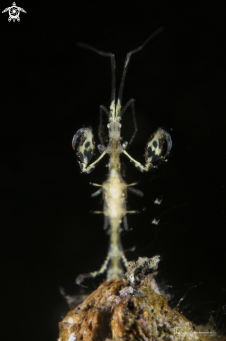 A Skeleton Shrimp