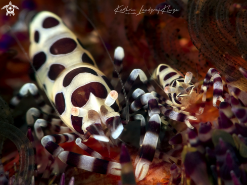 A Periclimenes colemani | Coleman shrimps