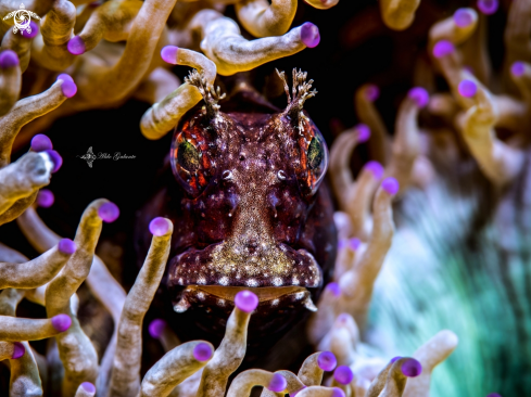 A Starry Blenny 