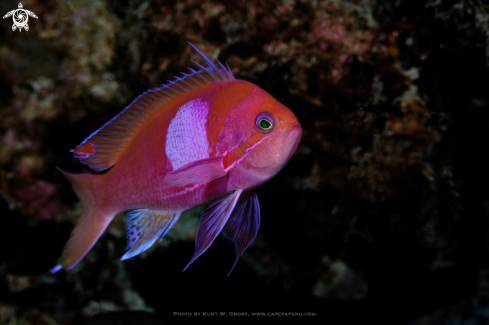 A Pseudanthias pleurotaenia | Squarespot Anthias