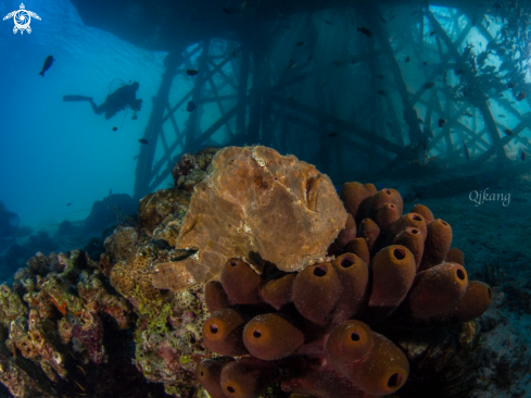 A Giant Frogfish