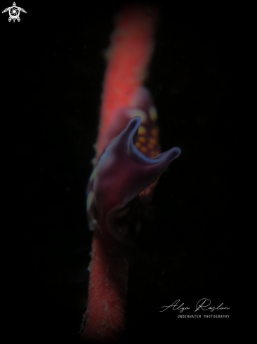 A Linda's flatworm